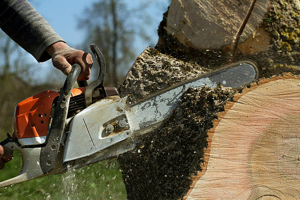 Best Tree Removal  in Shippensburg University, PA
